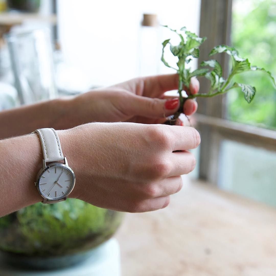 The_green_fingered__fteambassadoremma_of__londonterrariums